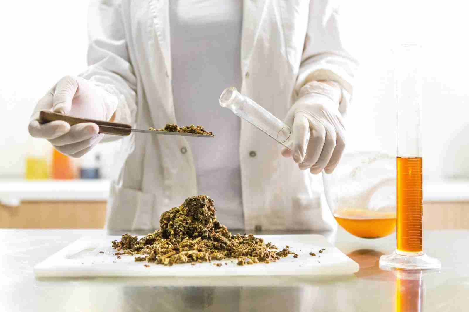 Read more about the article Part 5, How to Make Infused Cannabis CBD Tincture