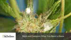 Read more about the article Mold and Cannabis: What You Need to Know.