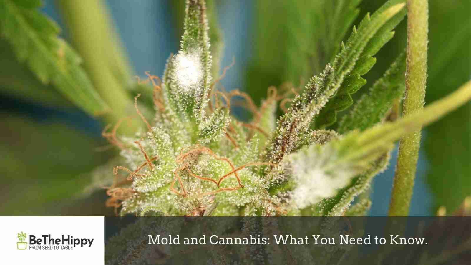 Read more about the article Mold and Cannabis: What You Need to Know.