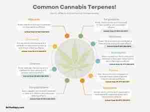Read more about the article The Ultimate Guide to Cannabis Terpenes: Understanding Flavor Profiles, Effects on the Body and Activation Temperature