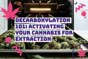 Decarboxylation 101: Activating Your Cannabis for Extraction