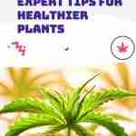Expert Tips for Healthier Plants