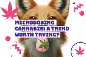 Read more about the article Microdosing Cannabis: A Trend Worth Trying?