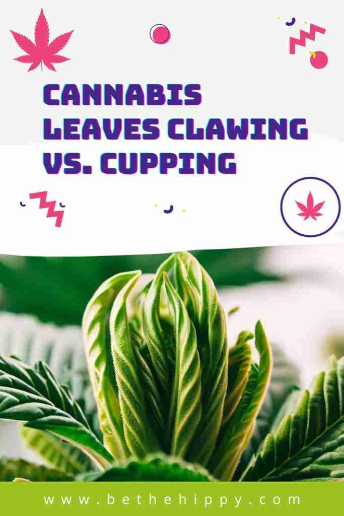 Read more about the article Cannabis Leaves Clawing vs. Cupping: Deciphering the Leaves’ Secret Code