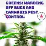 Guard Your Greens warding Off Bugs and Cannabis Pest Control