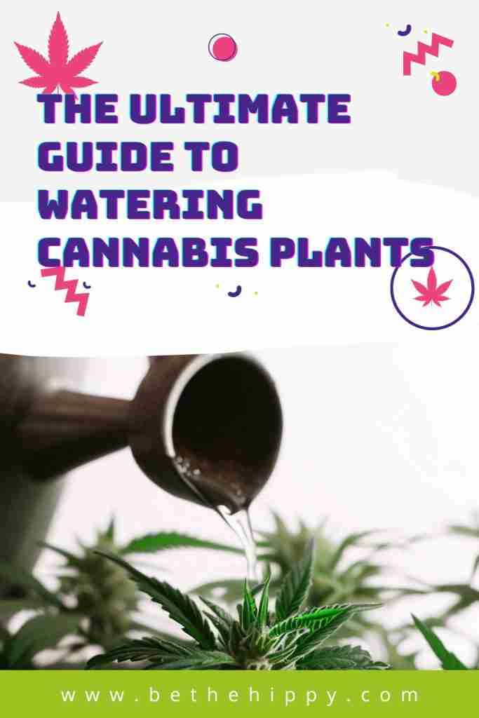 Read more about the article The Ultimate Guide to Watering Cannabis Plants: Quench Your Plant’s Thirst for Lush Growth
